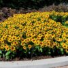 Rudbeckia hirta 'Minibeckia Flame'