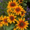 Rudbeckia hirta 'Minibeckia Flame' - Image 2