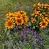 Rudbeckia hirta 'Minibeckia Flame' - Image 3