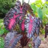 Colocasia esculenta 'Redemption'