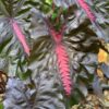 Colocasia esculenta 'Redemption' - Afbeelding 2