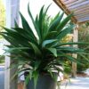 Cordyline 'Emerald Star'