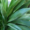 Cordyline 'Emerald Star' - Afbeelding 2