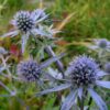 Eryngium planum 'Grumpy' – Bild 2