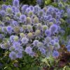 Eryngium planum 'Grumpy'
