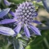 Eryngium planum 'Grumpy' – Bild 3