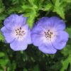 Geranium 'Rozanne' - Afbeelding 4