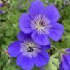 Geranium 'Rozanne' - Afbeelding 3