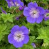 Geranium 'Rozanne'