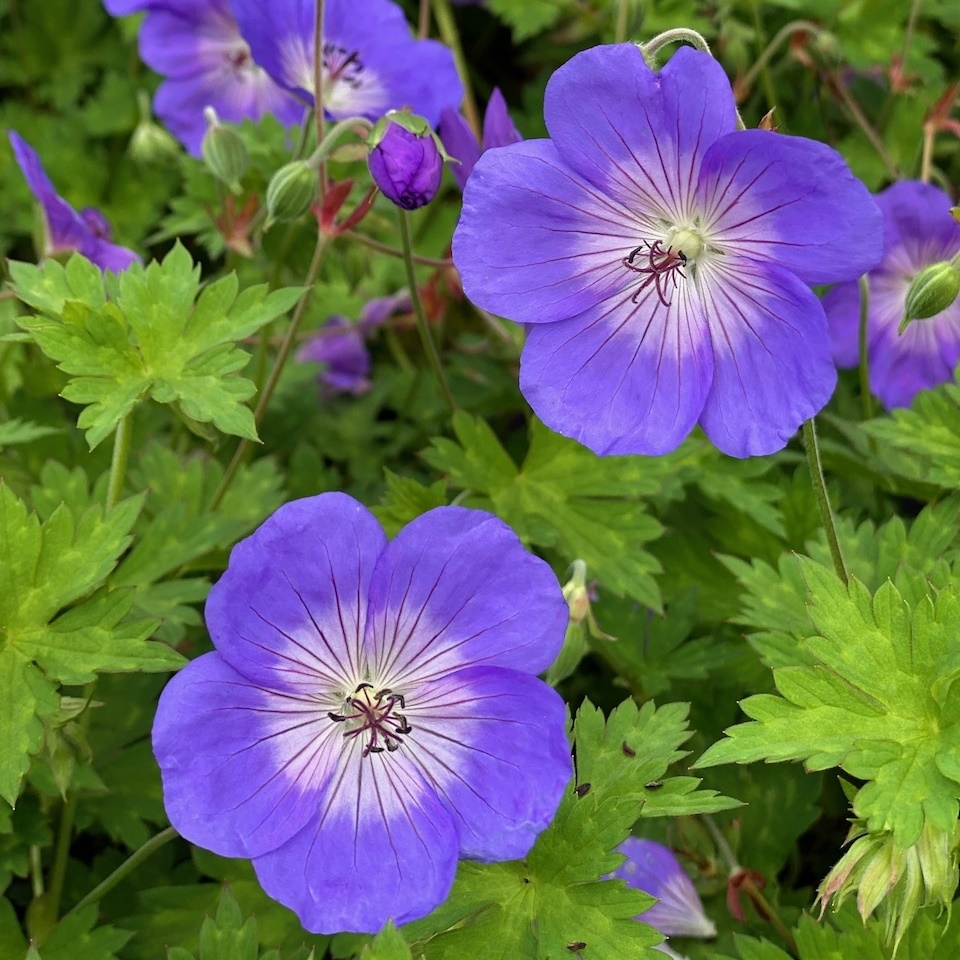 Geranium Rozanne Vitro Westland Geranium Rozanne Vitro Westland
