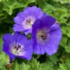 Geranium 'Rozanne' - Afbeelding 2
