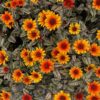 Heliopsis 'Orange Marble'