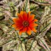 Heliopsis 'Orange Marble' - Afbeelding 2