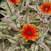 Heliopsis 'Orange Marble' - Afbeelding 4