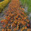 Heliopsis 'Orange Marble' - Afbeelding 3