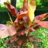 Musa 'Siam Ruby'
