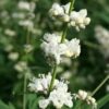 Vitex agnus-castus 'Albus' - Afbeelding 2