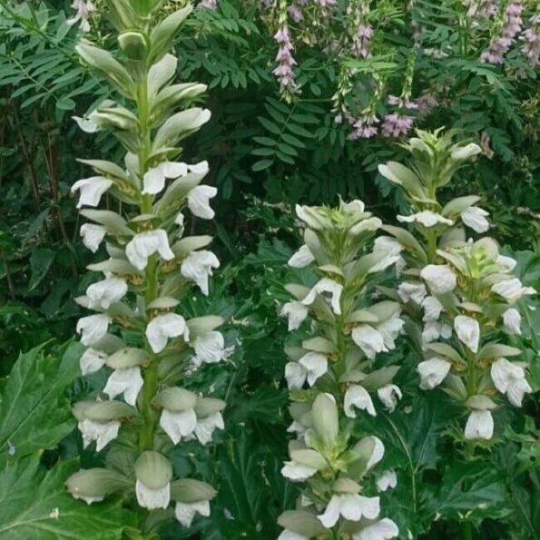 Acanthus mollis 'Rue Ledan'