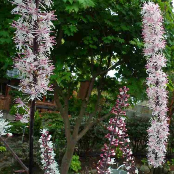 Actaea simplex 'Pink Spike' - Afbeelding 3