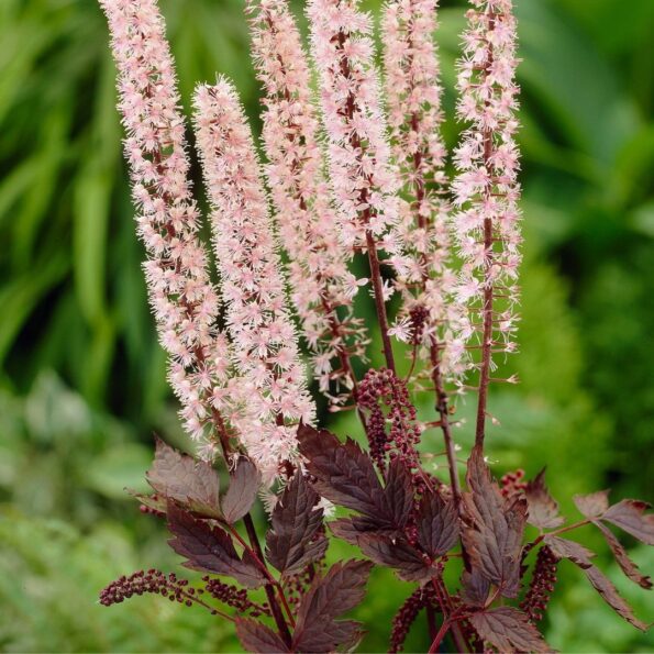 Actaea simplex 'Pink Spike' - Afbeelding 2