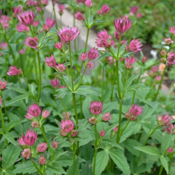 Astrantia major 'Roma'