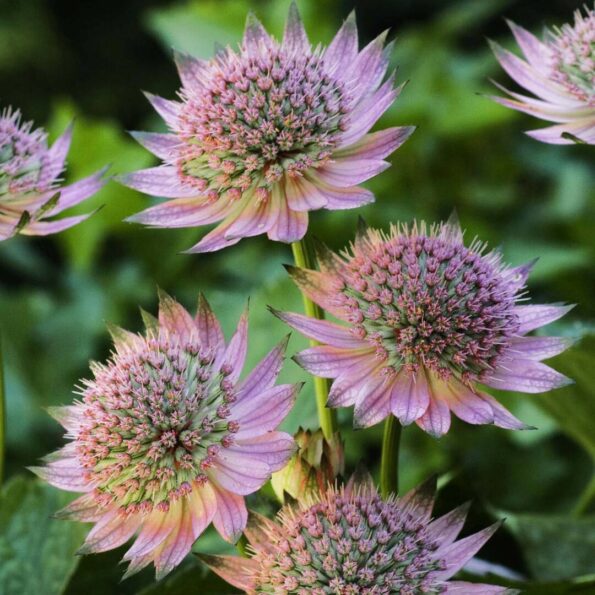 Astrantia major 'Florence'