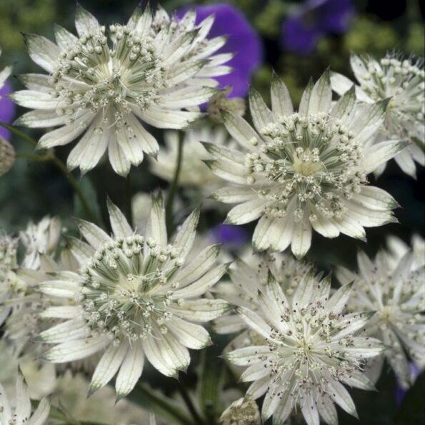 Astrantia major 'Snow Star'