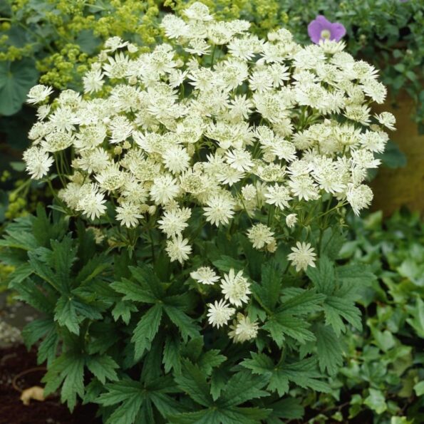 Astrantia 'Buckland'